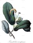 Friesodielsia cuneiformis