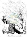 Hexalobus monopetalus