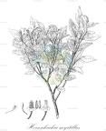 Hornschuchia myrtillus