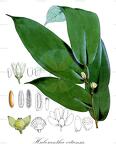 Huberantha vitiensis