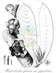 Uvariodendron fuscum var. giganteum