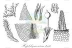 Haplohymenium triste