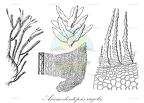 Anomodontopsis rugelii