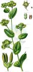 Bupleurum rotundifolium