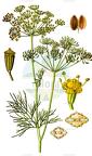 Anethum graveolens