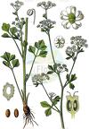 Apium graveolens