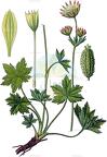 Astrantia major