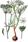Bunium bulbocastanum