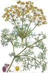 Cachrys sicula