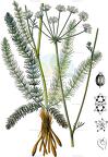 Trocdaris verticillata