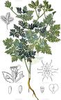 Caucalis platycarpos
