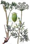 Cenolophium denudatum