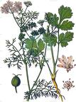 Coriandrum sativum