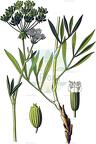 Crithmum maritimum