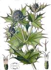 Eryngium maritimum