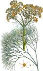 Ferulago thyrsiflora