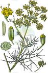 Foeniculum vulgare