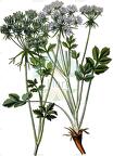 Hladnikia pastinacifolia