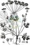Hladnikia pastinacifolia