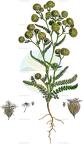 Lagoecia cuminoides