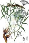 Laserpitium peucedanoides