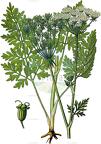 Silphiodaucus prutenicus