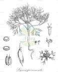 Ligusticum ferulaceum