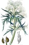 Molopospermum peloponnesiacum