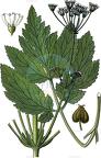 Physospermum verticillatum