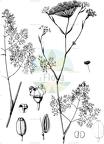 Ridolfia segetum