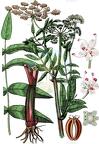 Sium latifolium