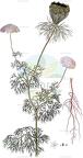 Visnaga daucoides