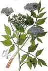 Ostericum palustre
