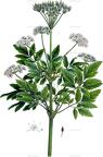 Lecokia cretica