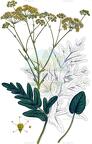 Opopanax hispidus