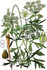 Petroselinum crispum