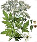 Pleurospermum austriacum