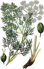 Cnidium silaifolium