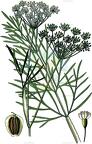 Dichoropetalum schottii