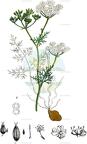 Conopodium majus