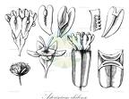 Asteriscium chilense