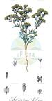 Asteriscium chilense