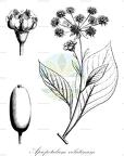 Apiopetalum velutinum