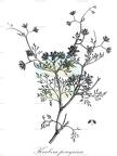 Krubera peregrina