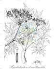 Myrrhidendron donnellsmithii
