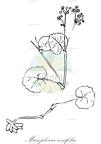 Micropleura renifolia