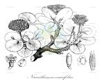 Nirarathamnos asarifolius