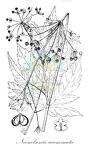 Neonelsonia acuminata