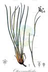 Ottoa oenanthoides