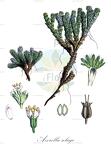 Azorella selago